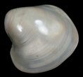 Polished Fossil Clam - Small Size #5285-2